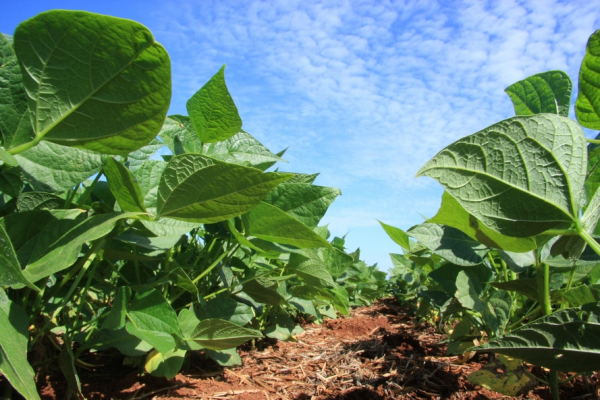 Cresce número de agricultores com acesso ao seguro rural