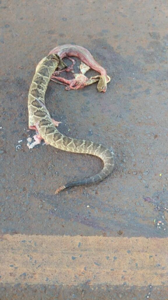 Cobra. As características das cobras e serpentes peçonhentas