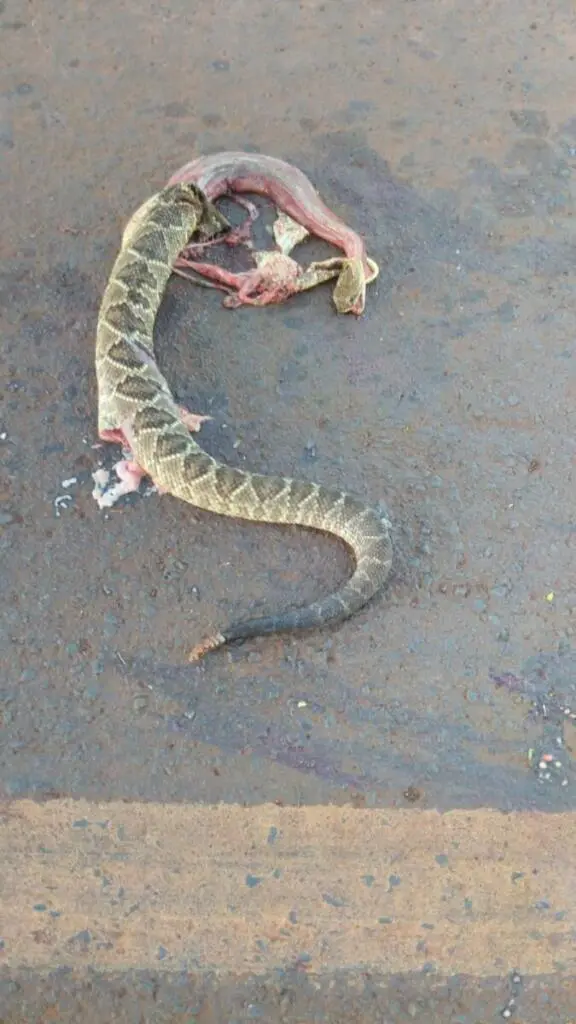 A cobra de duas cabeças encontrada no jardim de uma casa nos EUA